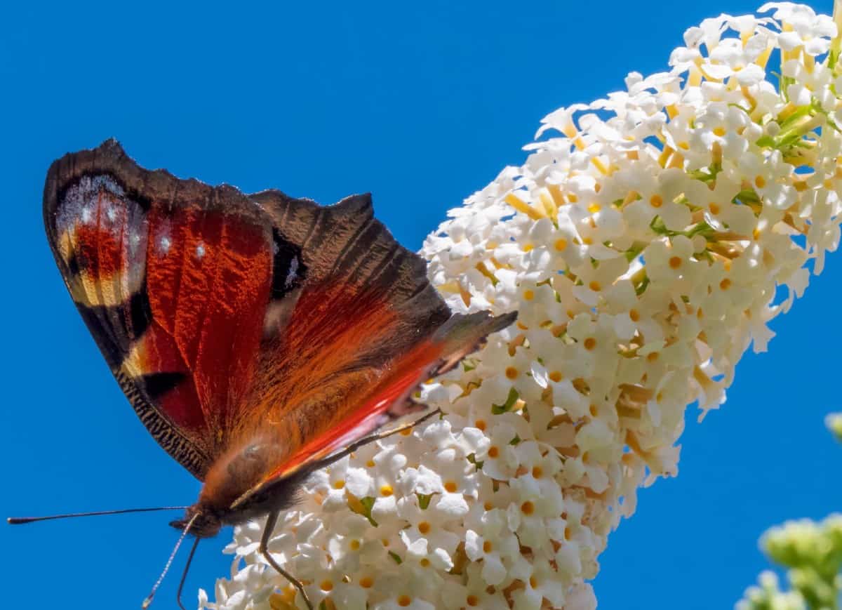 The butterfly bush attracts butterflies and hummingbirds, as well as bees.