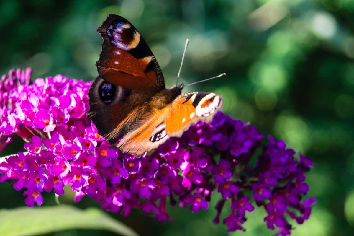 For a fast-growing butterfly magnet, plant a butterfly bush.