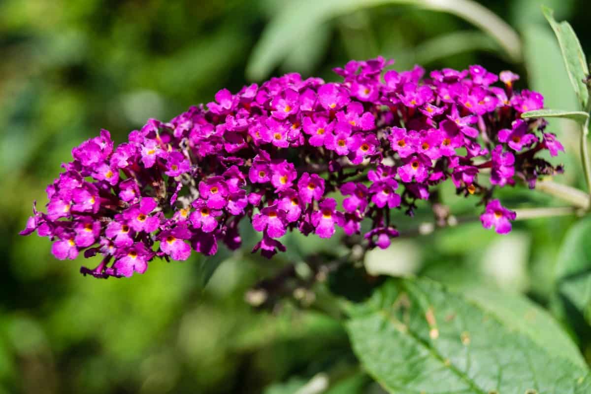 While butterflies love the butterfly bush, deer don't.