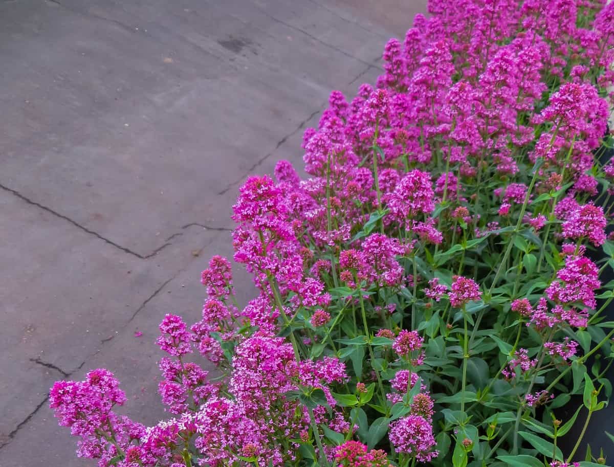 The butterfly bush attracts bees and a variety of other pollinators.