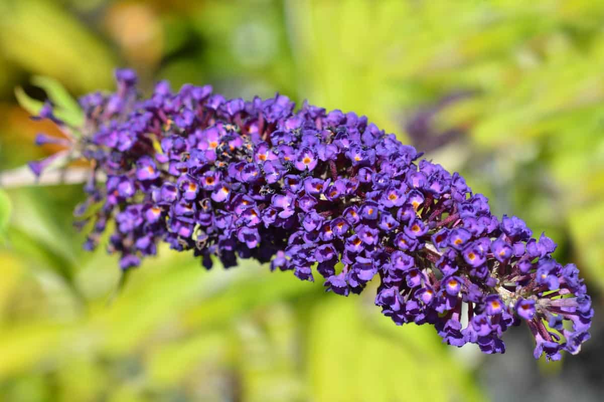 The butterfly bush attracts a variety of pollinators.