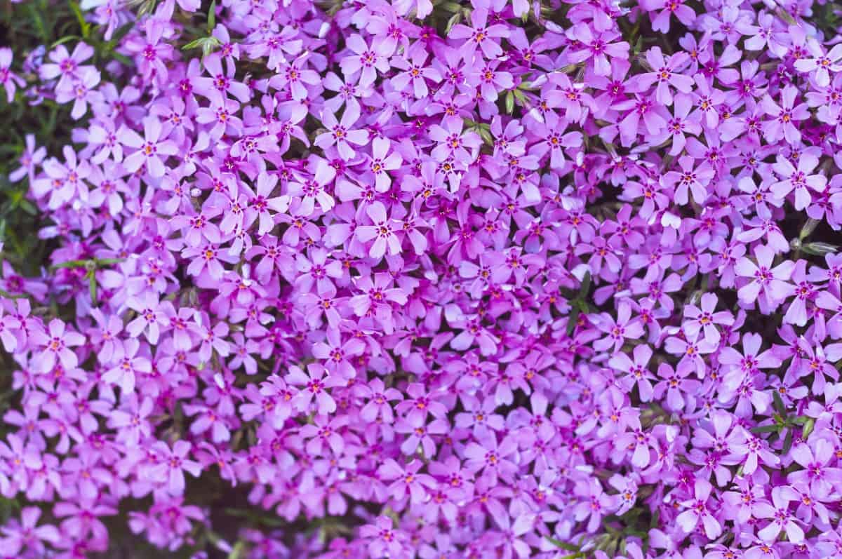 Butterflies love the nectar-rich flowers of the butterfly bush.