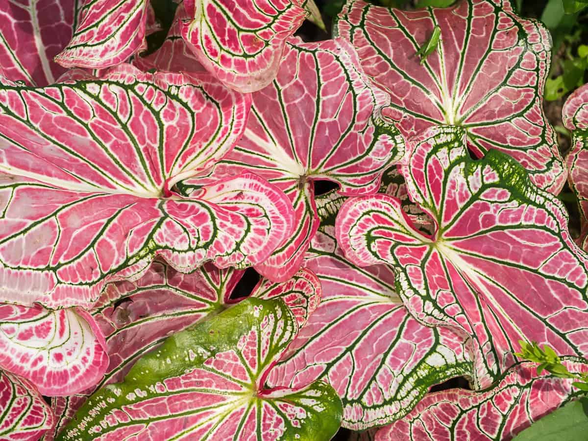 Caladium leaves come in a variety of striking color combinations.