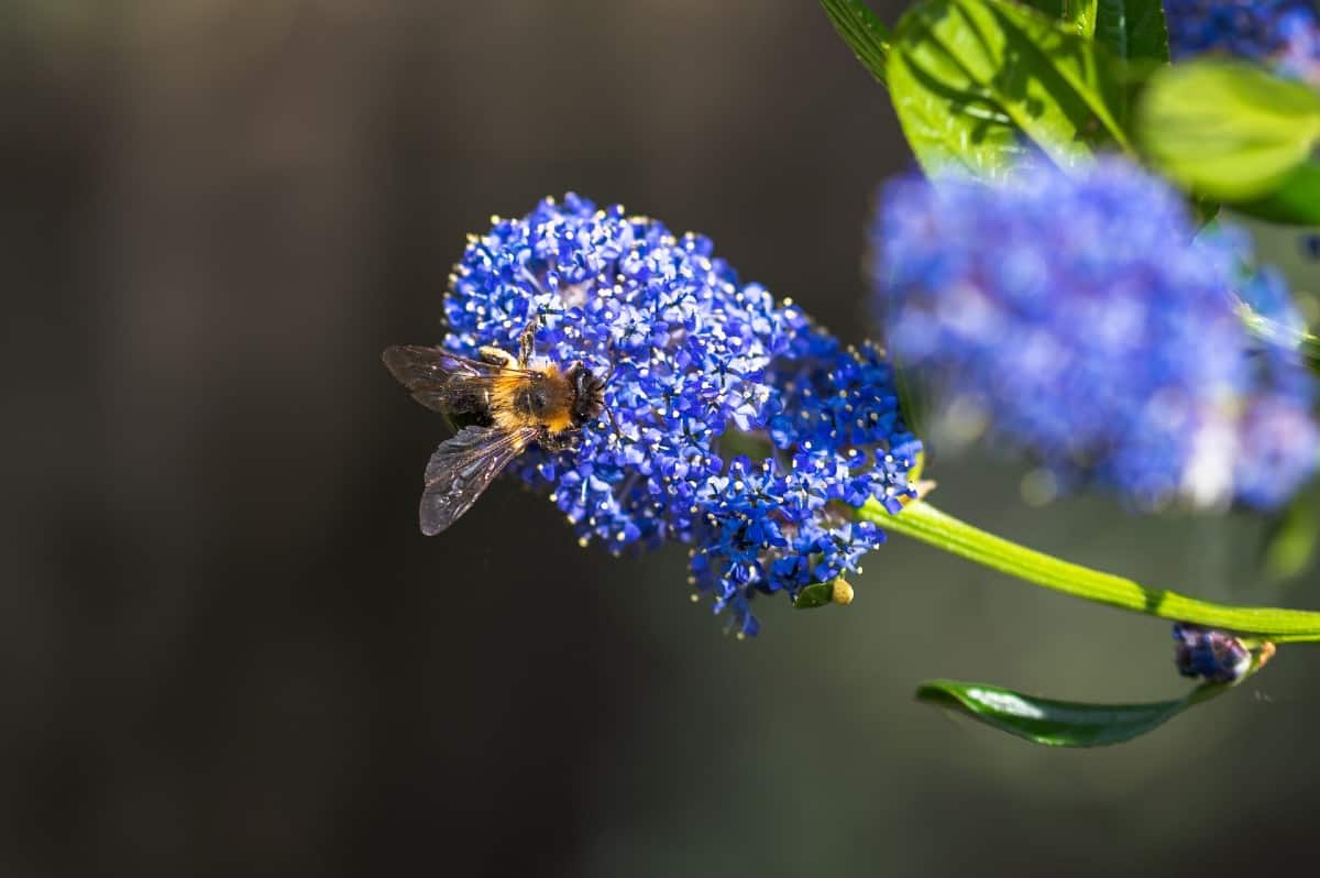 The California lilac is a low-maintenance shrub.