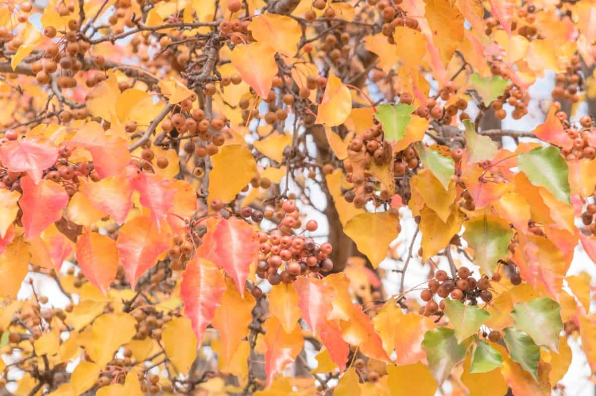 The Callery pear is an ornamental tree with brilliant fall color.