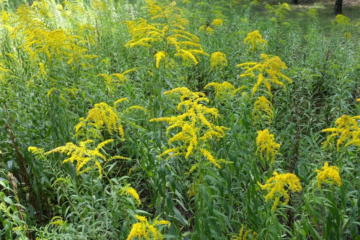 Canada goldenrod feeds about 50 species of insects.