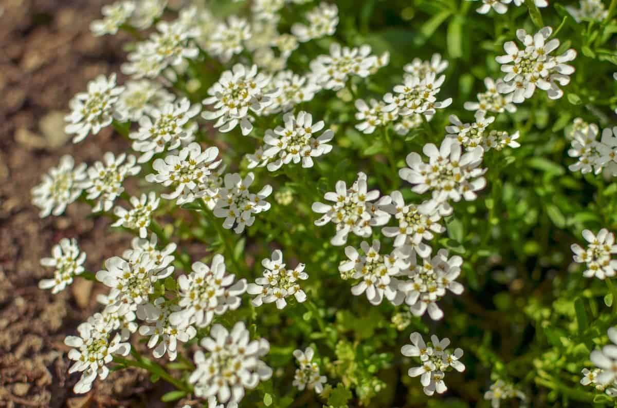 Candytuft is a pretty ground cover with white flowers.