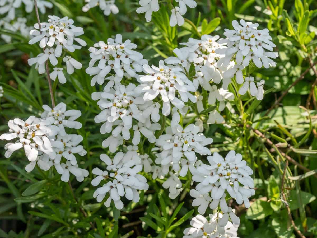 Although candytuft works well between pavers, it doesn't have a pleasant smell.