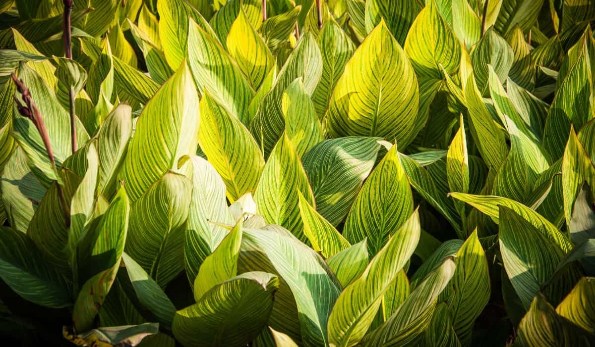 Canna plants have brightly-colored leaves.