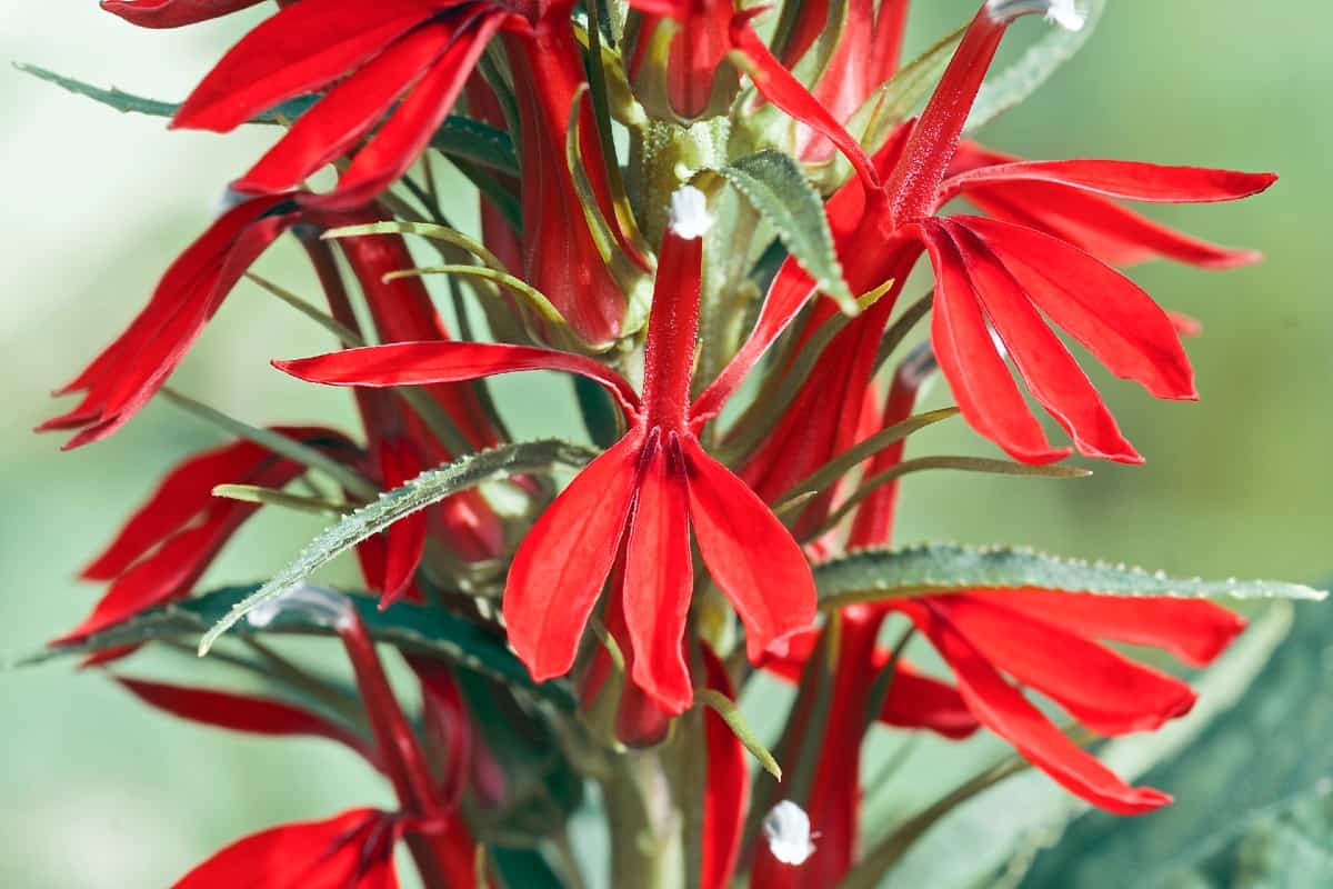 Cardinal flowers are a bright red beacon for hummingbirds.