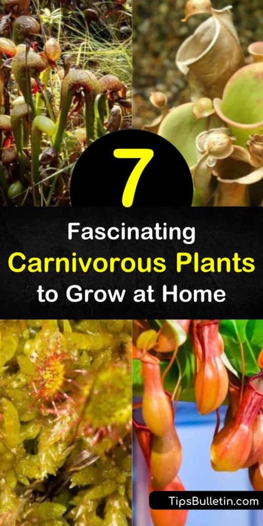 Create a flair of exotic appeal in and around your house with carnivorous plants. Grow butterworts, pitcher plants, bladderworts, dioneae, and drosera and enjoy their unique appearance while getting rid of flies and gnats in the home. #carnivorousplants #insecteatingplants #plants #eatinsects