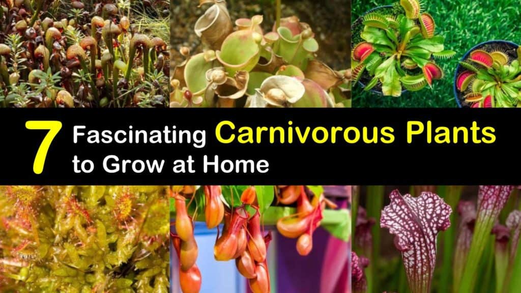 Carnivorous Plants titleimg1