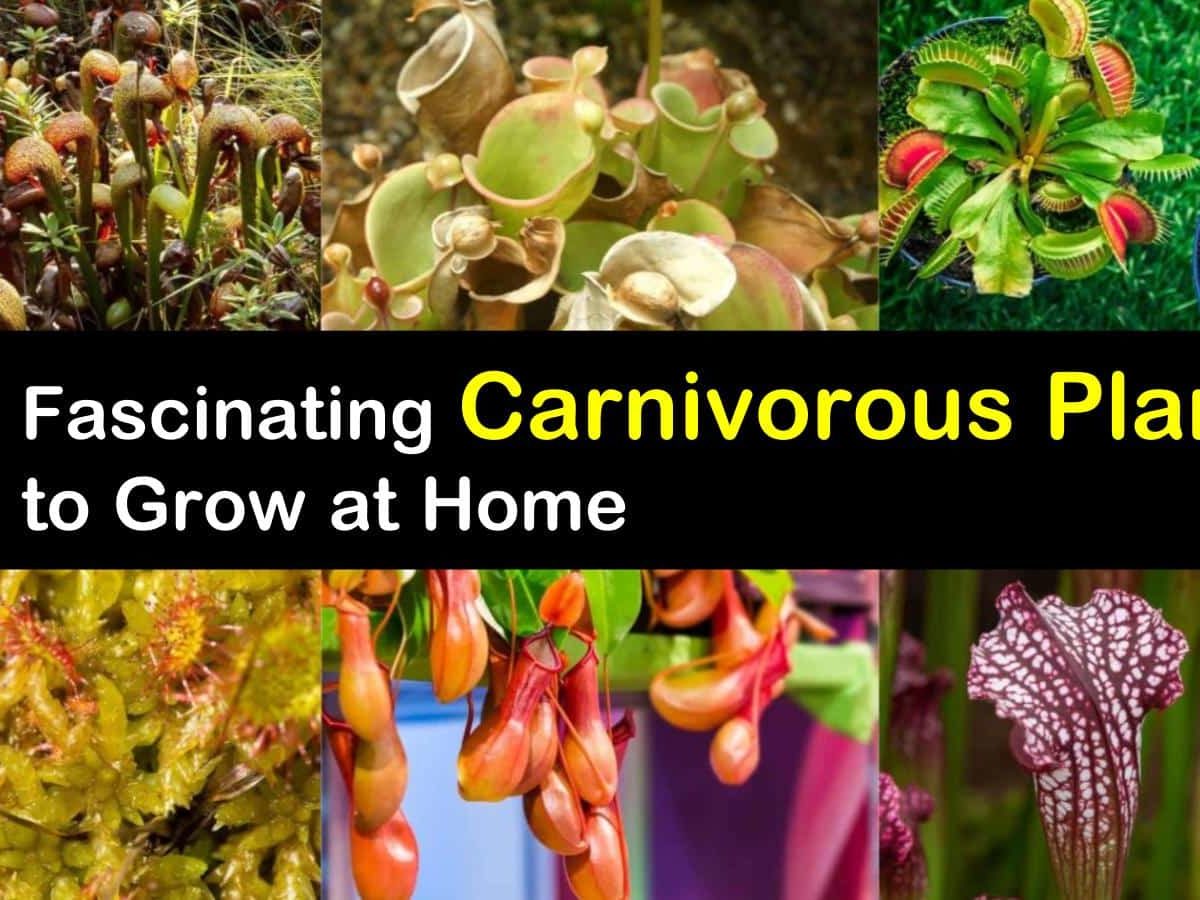 Carnivorous Plants With Names
