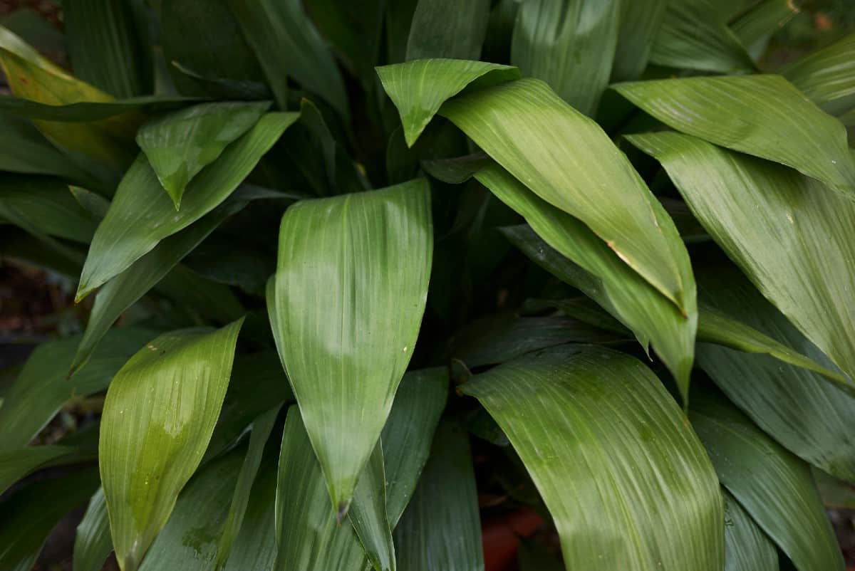 The cast iron plant requires almost no care and lives a long time.