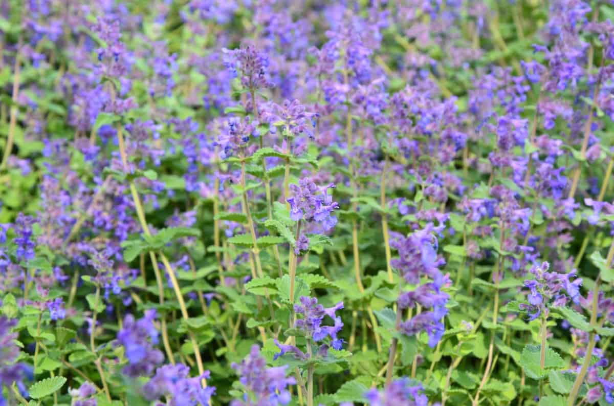 Catmint grows best in well-draining soil.
