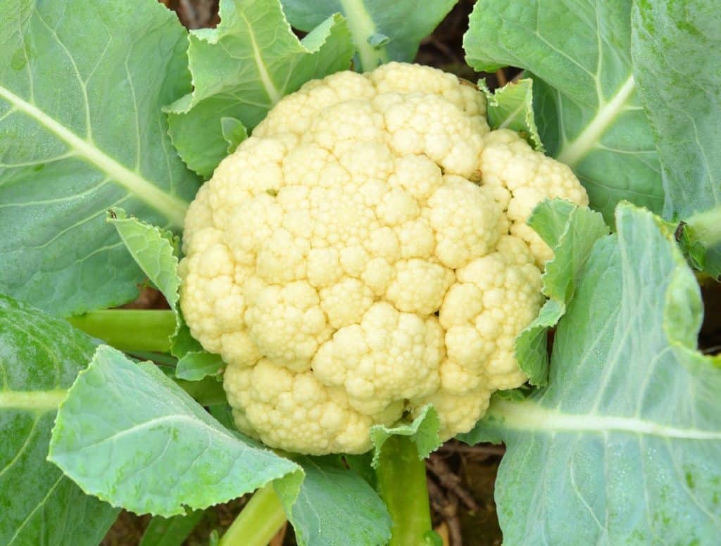 Cauliflower is a cruciferous vegetable.