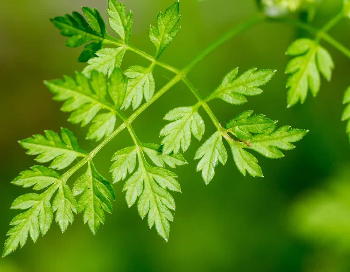 Chervil is also known as French parsley.