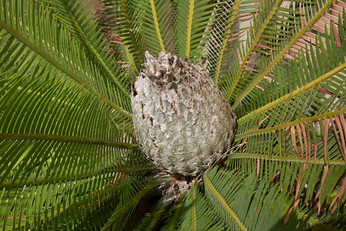 The chestnut dioon palm is a shorter, stockier palm species.