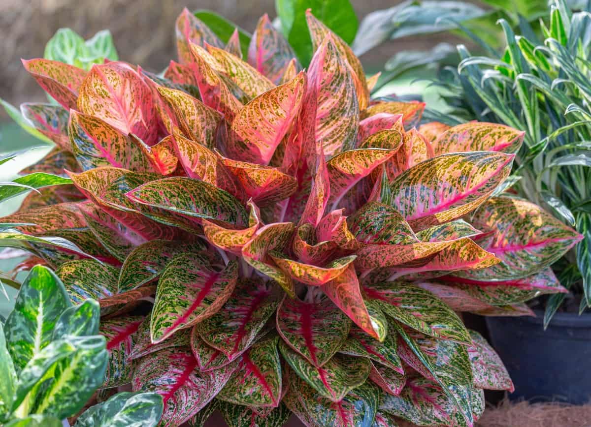 Chinese evergreens do best in indirect light.