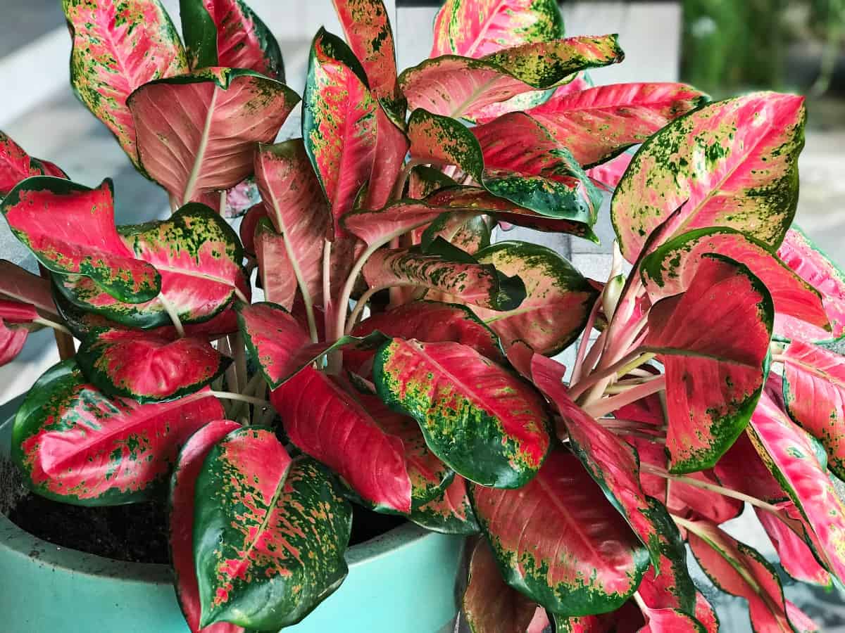 The Chinese evergreen loves the high humidity levels in the bathroom.