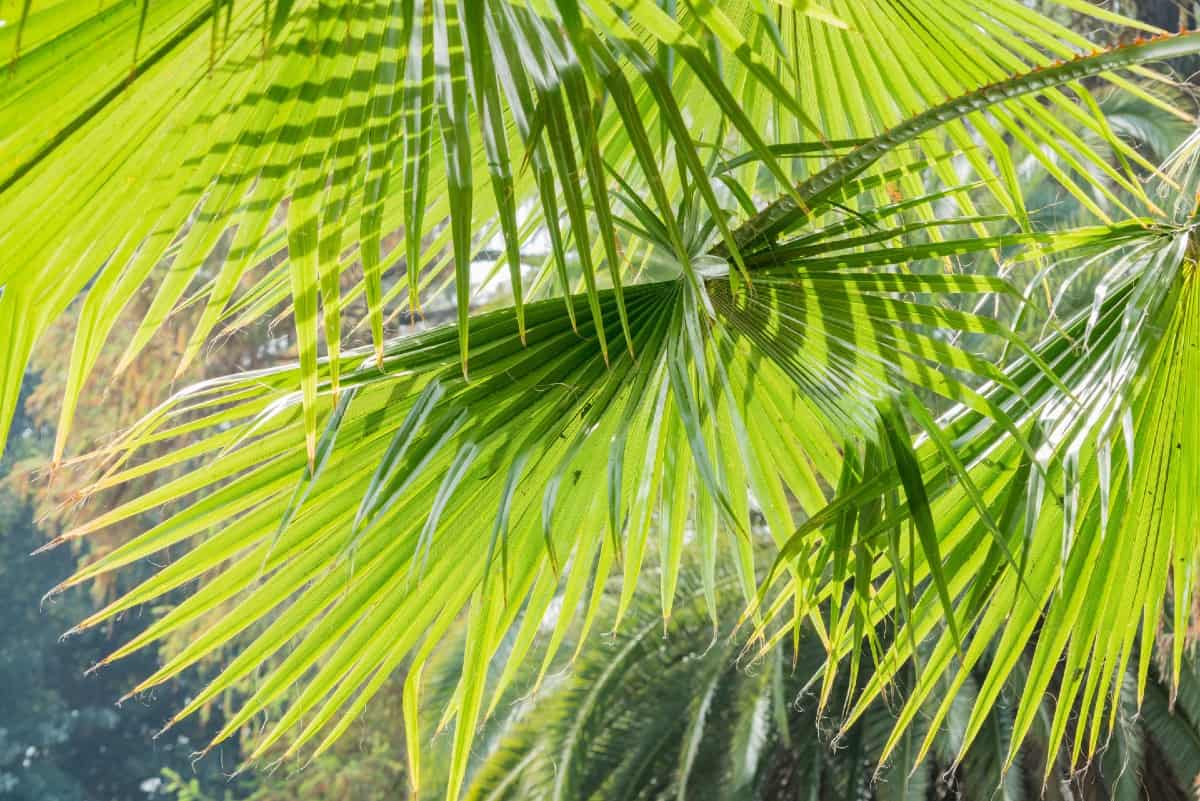 The Chinese fan palm is a slow-grower suitable for in-ground or container planting.