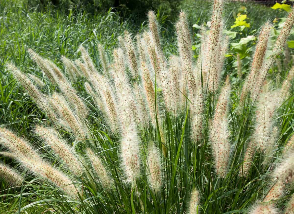 Chinese fountain grass has an arching habit and pink flowers.