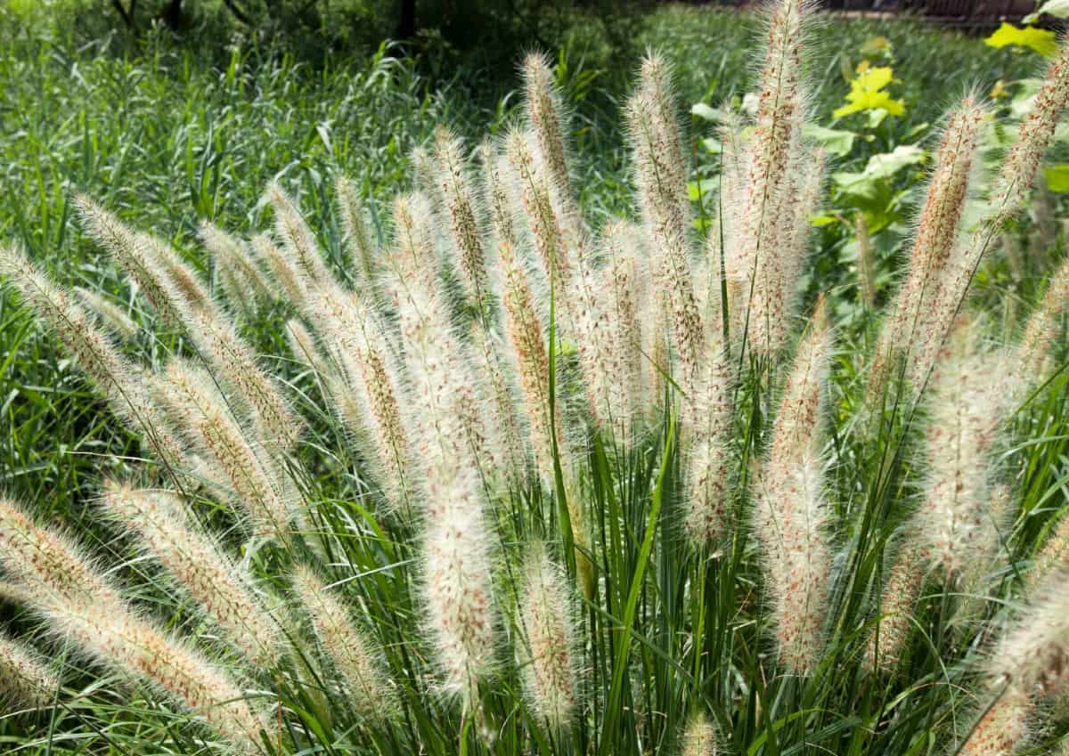 Chinese fountain grass is a low maintenance, flowering grass.