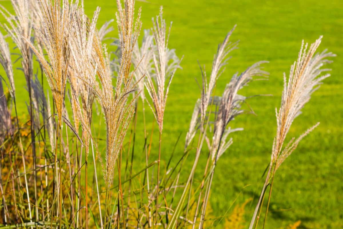 Chinese silver grass or maiden grass is non-invasive.