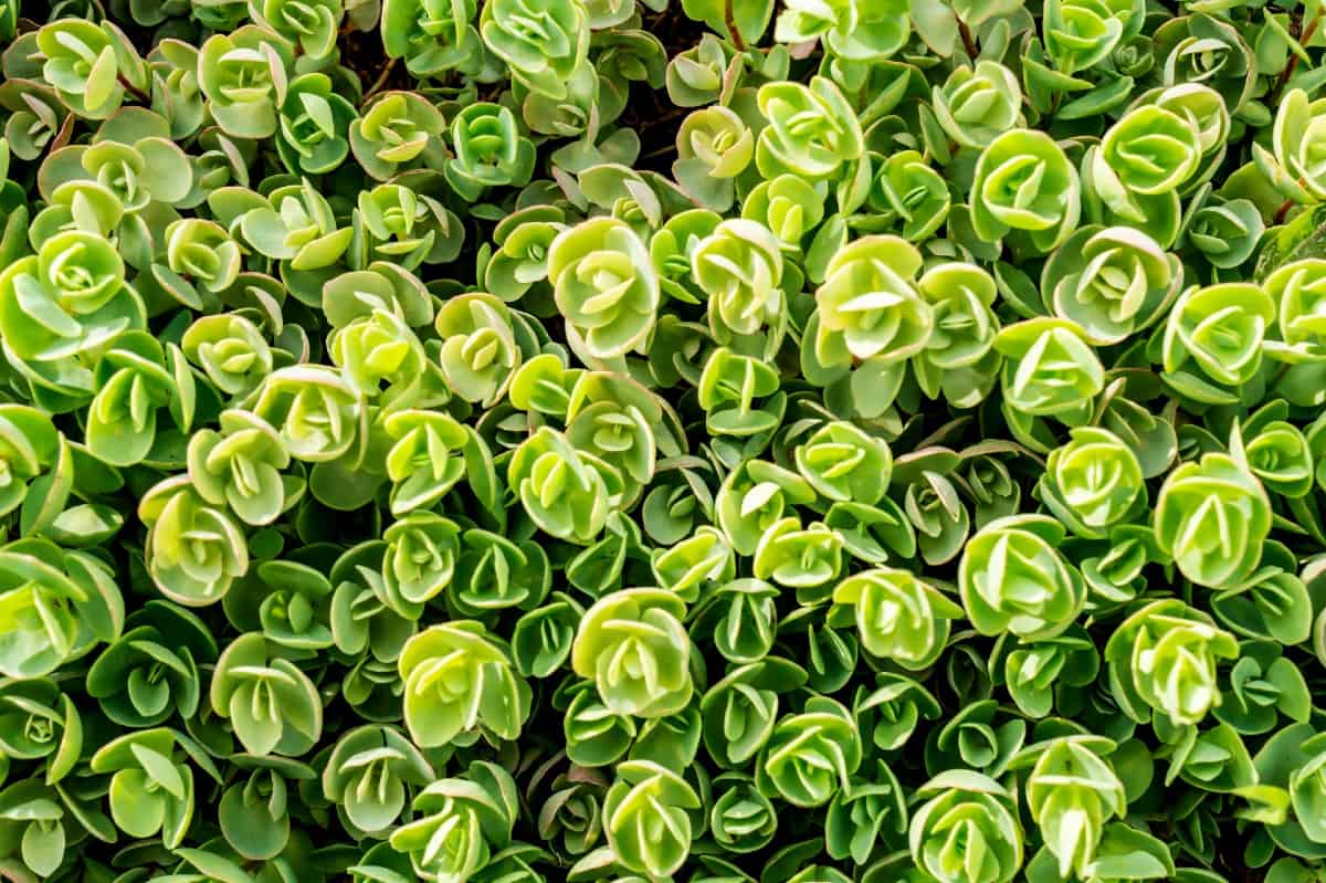 Chinese stonecrop forms a dense mat or carpet when grown close together.