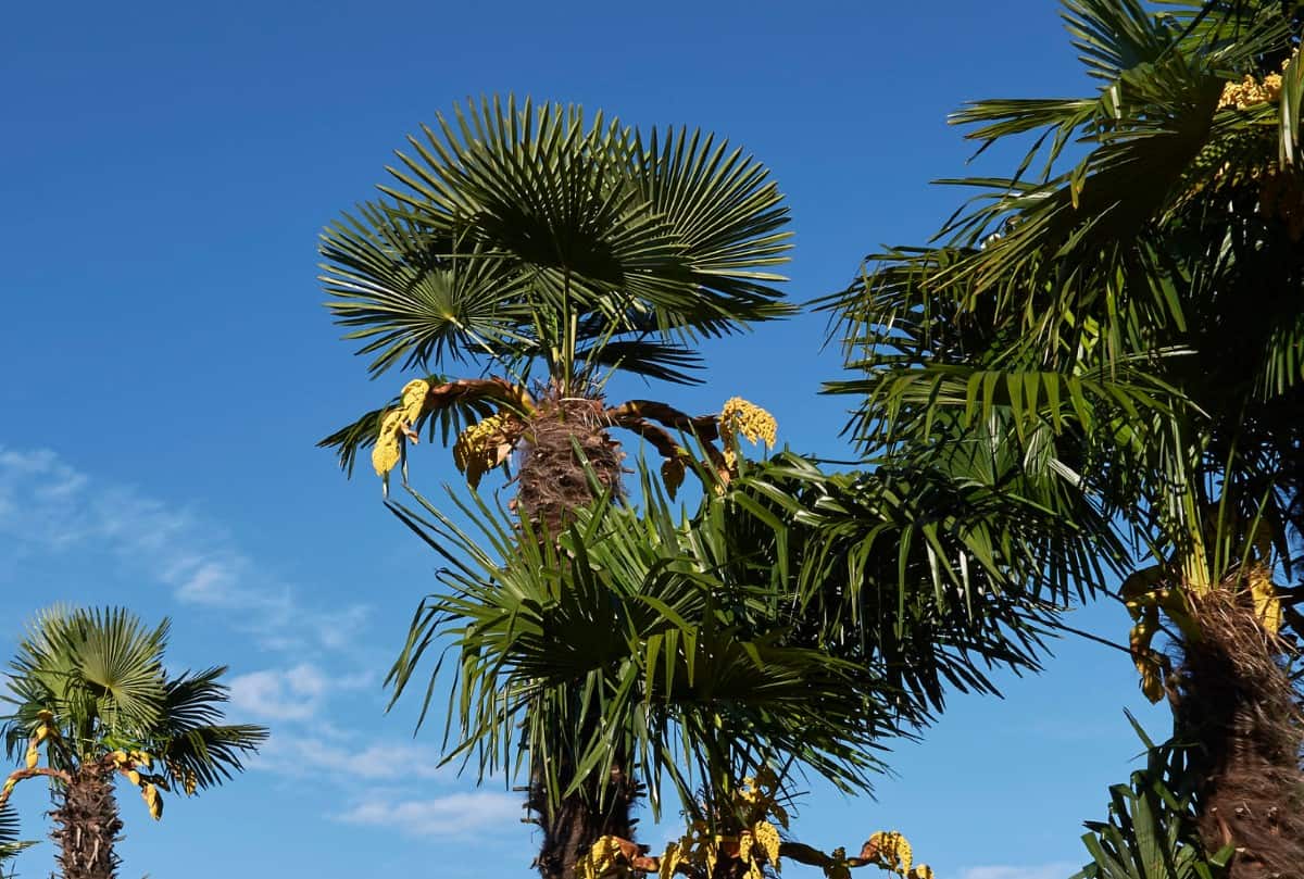 The Chinese windmill palm is an evergreen perennial.