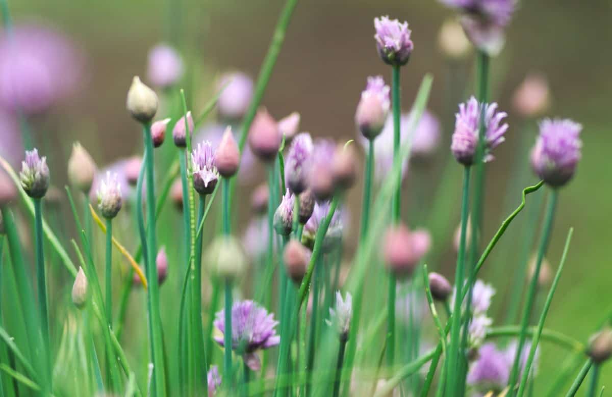 Chives are part of the onion family.