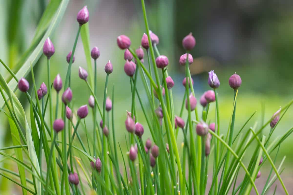 Chives are an herb with a mild onion flavor.