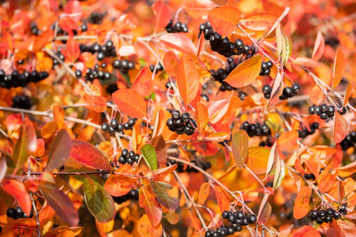 Wildlife like raccoons and bears are attracted to chokecherry bushes.