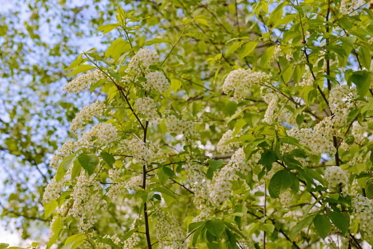 American lady butterflies like the chokecherry tree.