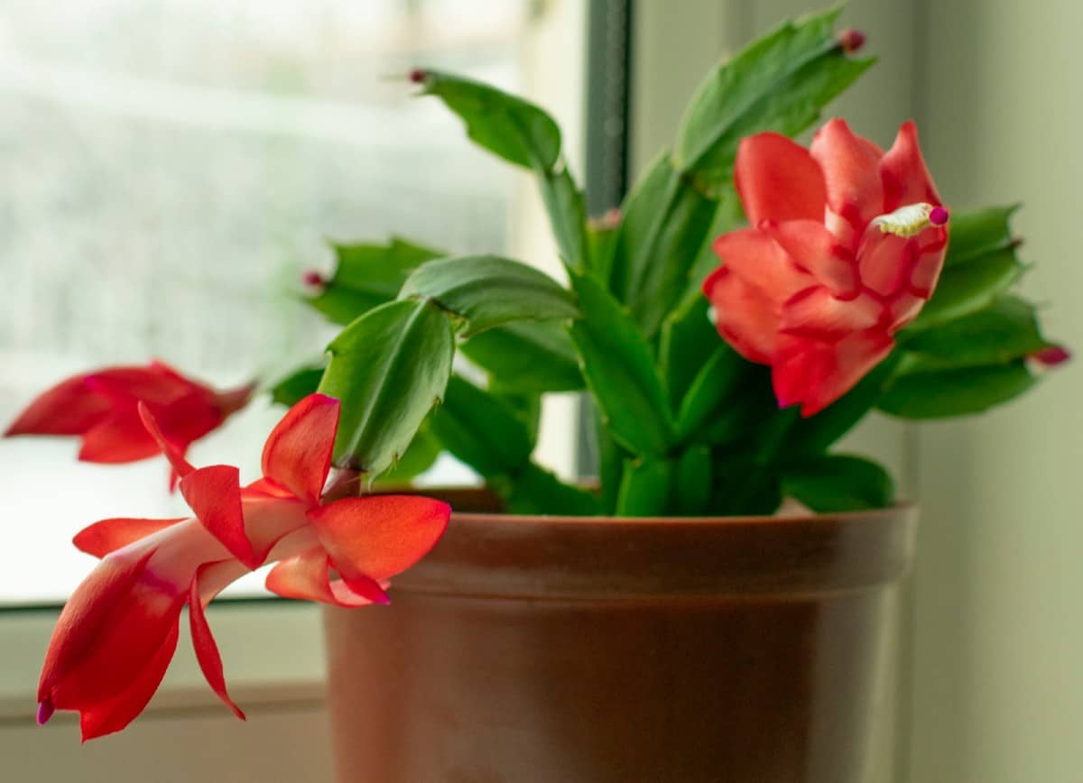 The Christmas cactus cactus has orchid-like flowers in the winter.