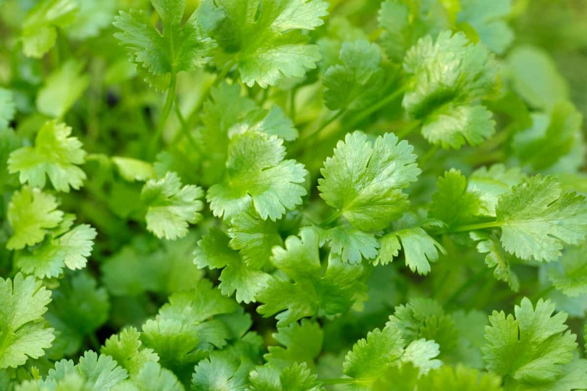 Cilantro is popular in Mexican dishes.