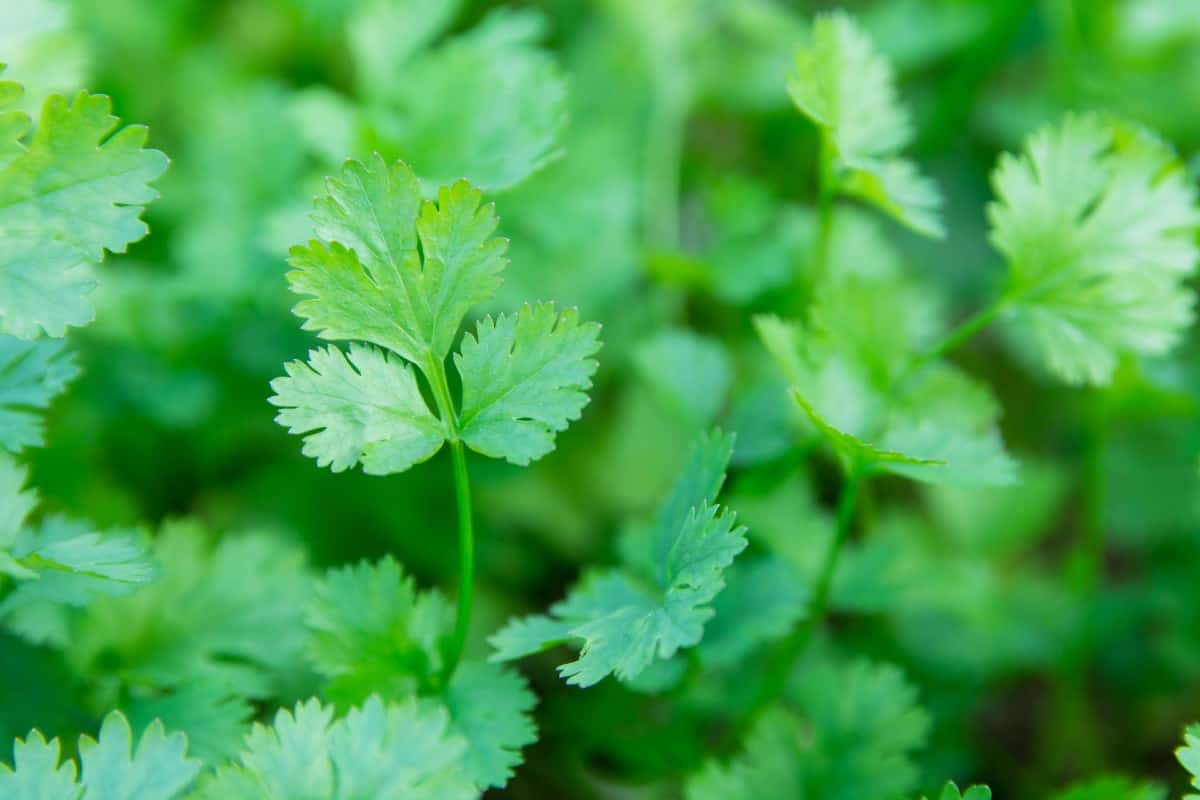 Cilantro is a leafy plant to grow in spring or fall.