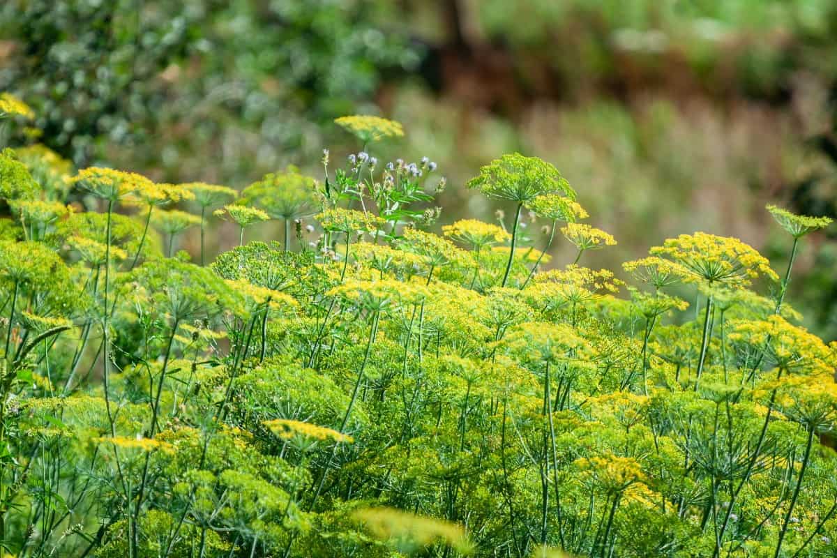 Cilantro attracts many beneficial insects.