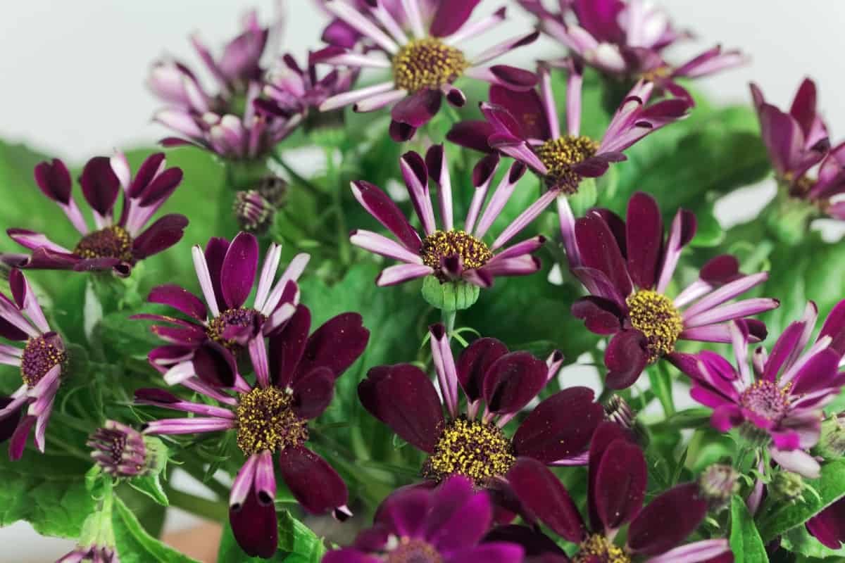 Cineraria prefers shade and damp soil.