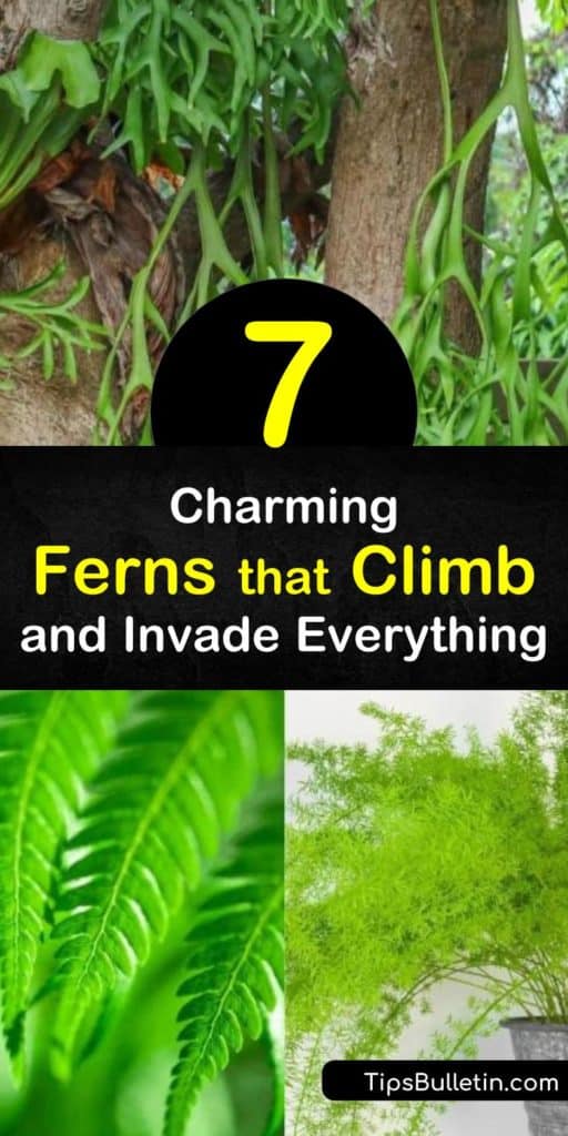 The USDA lists climbing and trailing ferns that are invasive plants, like the Japanese climbing fern (lygodium japonicum) or old world climbing fern (lygodium microphyllum). Learn which invasive species multiply quickly using fronds on their foliage. #climbingferns #fern #invasiveferns