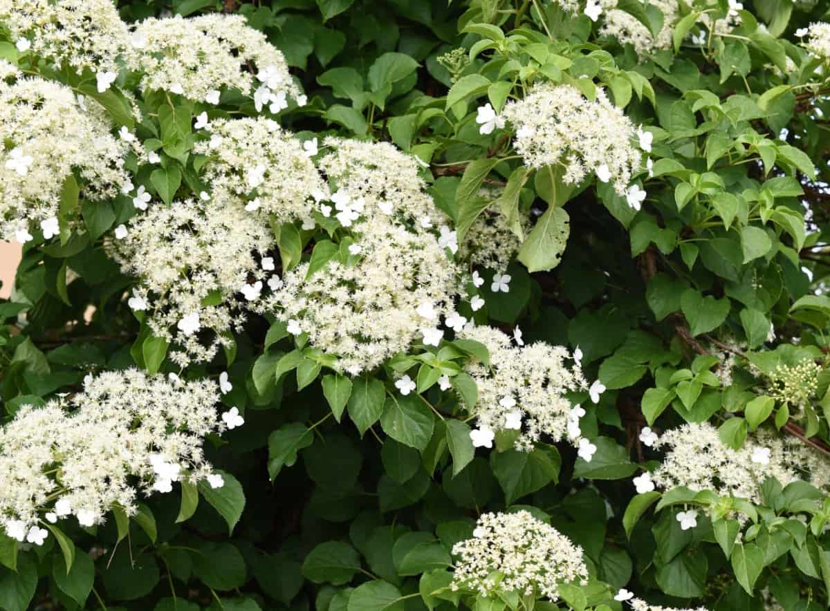 Climbing hydrangeas require support as they are heavy vines.