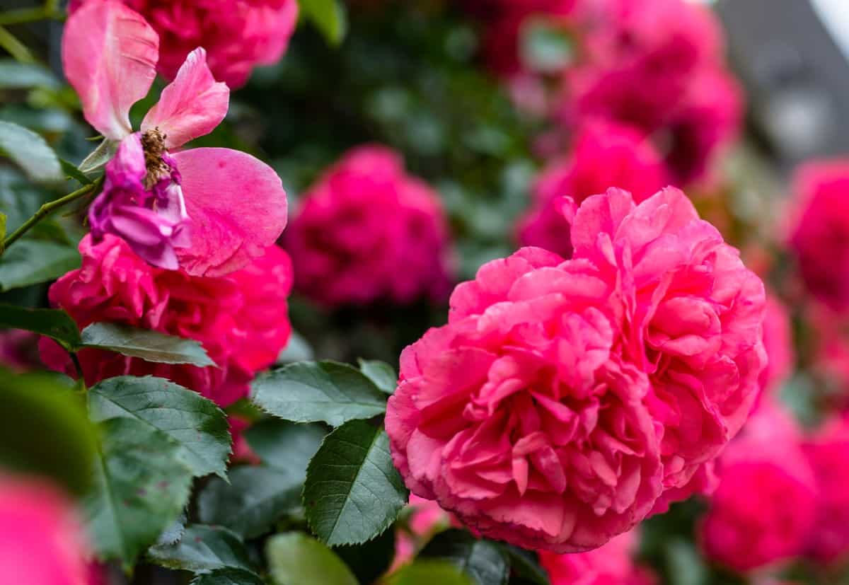 Add a climbing rose to a trellis for a sweet fragrance.