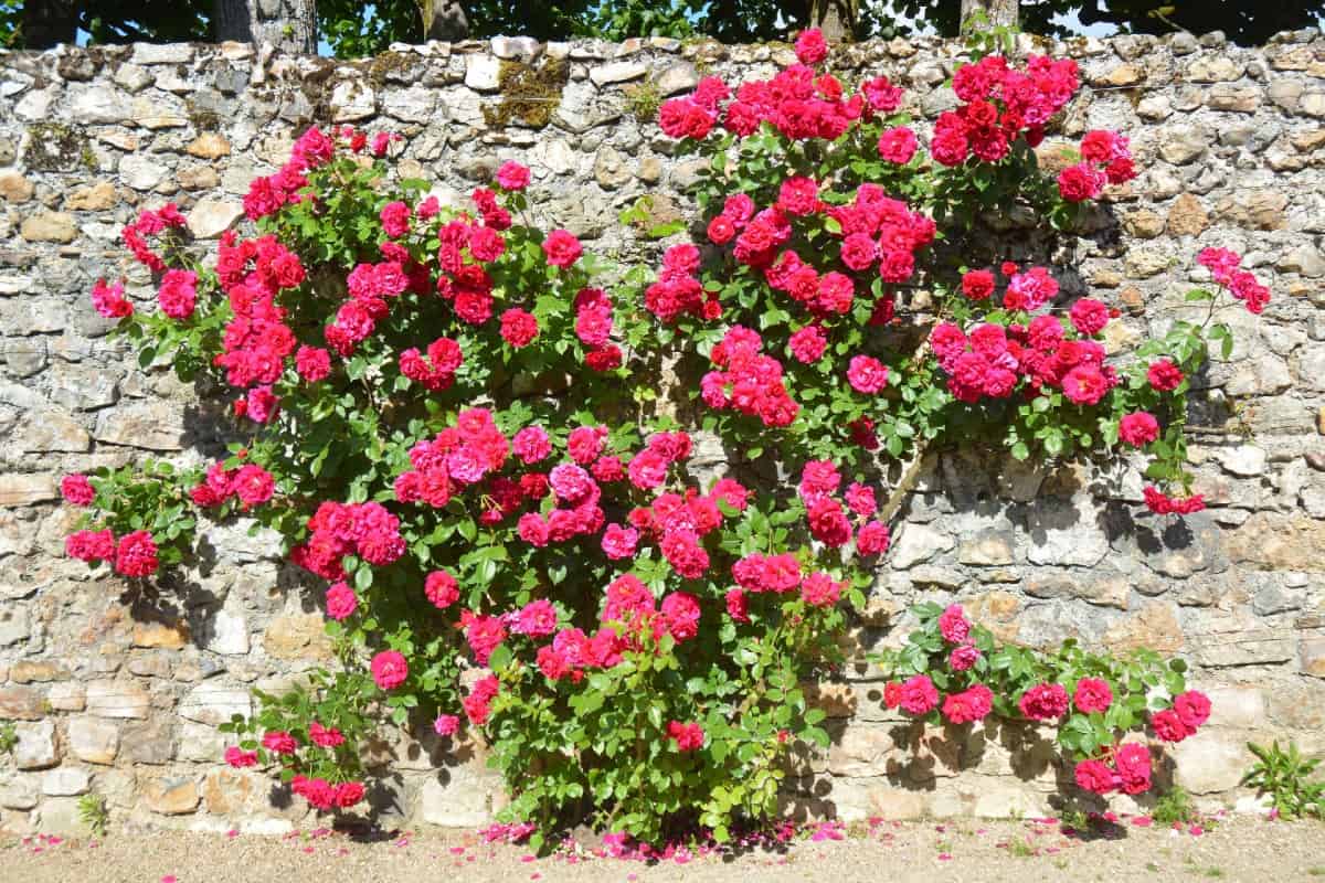 As long as you don't overwater them, climbing roses are very disease-resistant.