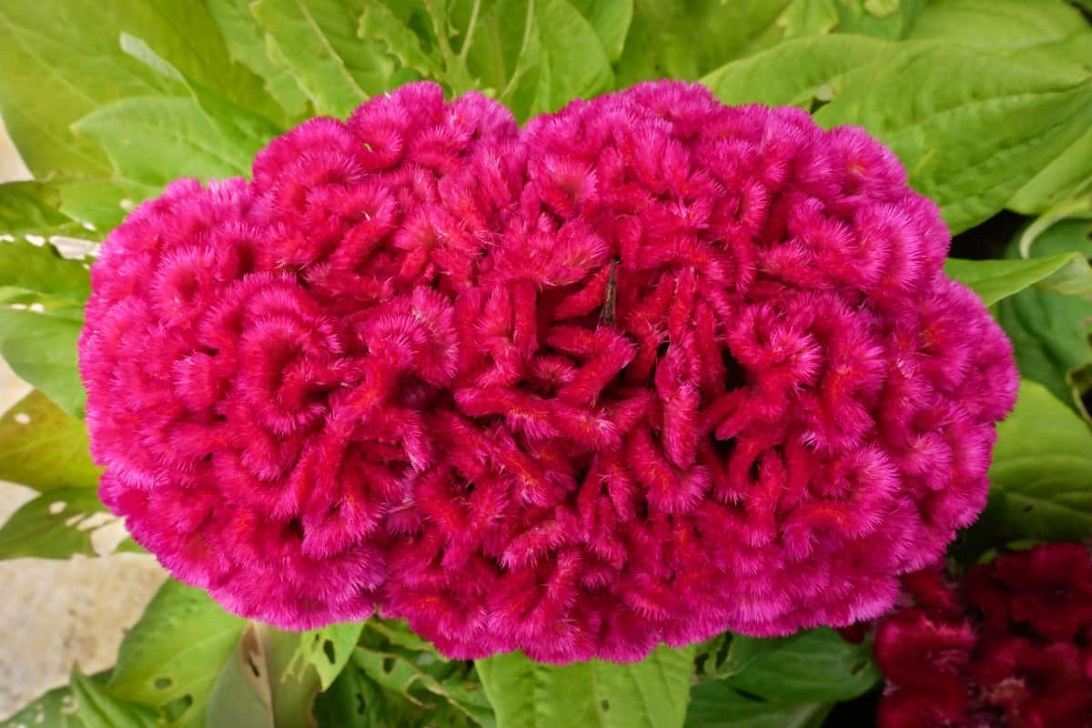 It is a good idea to plant cockscomb seeds directly in the garden as transplanting does not hold up.