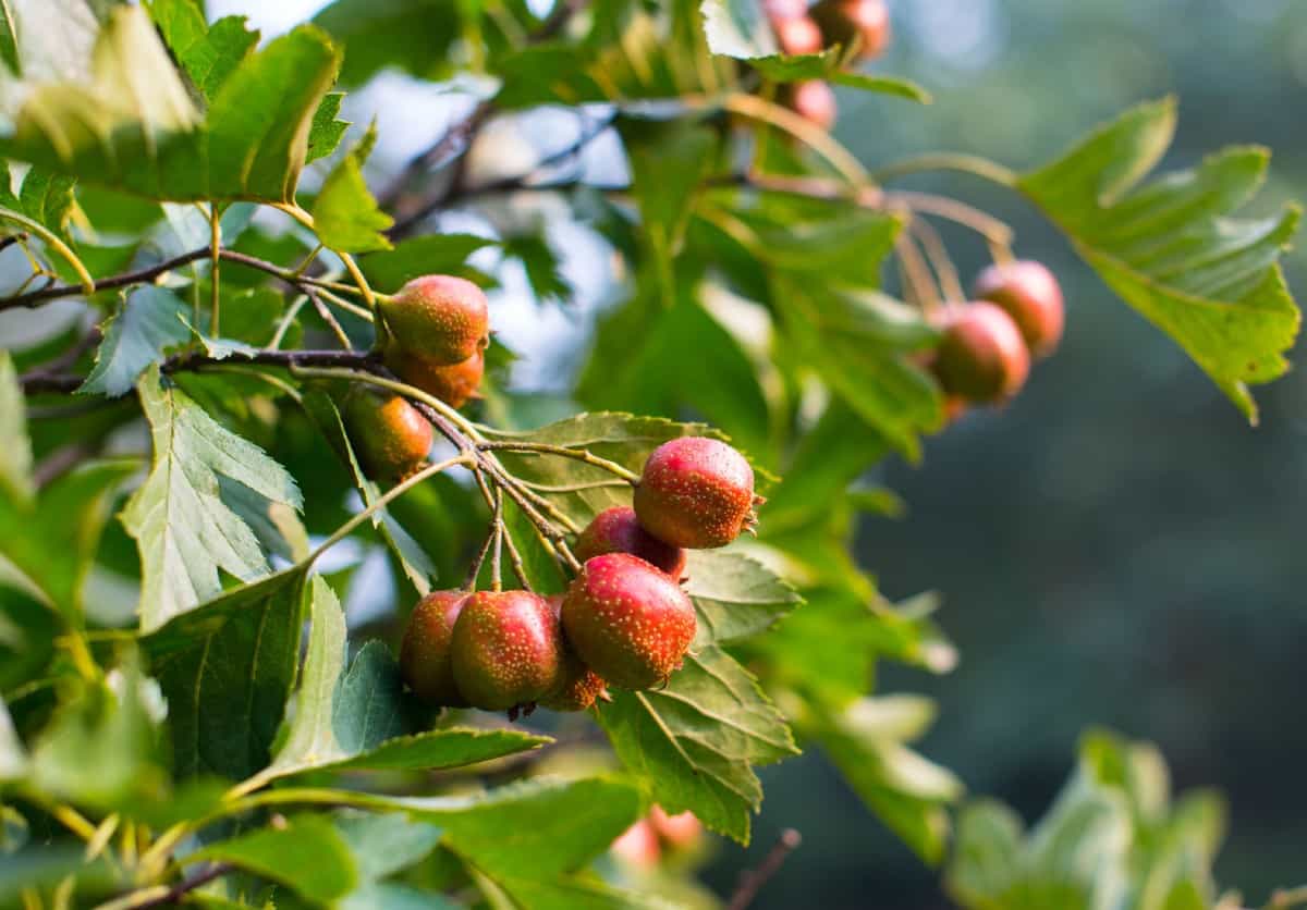 Before planting a cockspur hawthorn, know that they have sharp thorns on the stems.