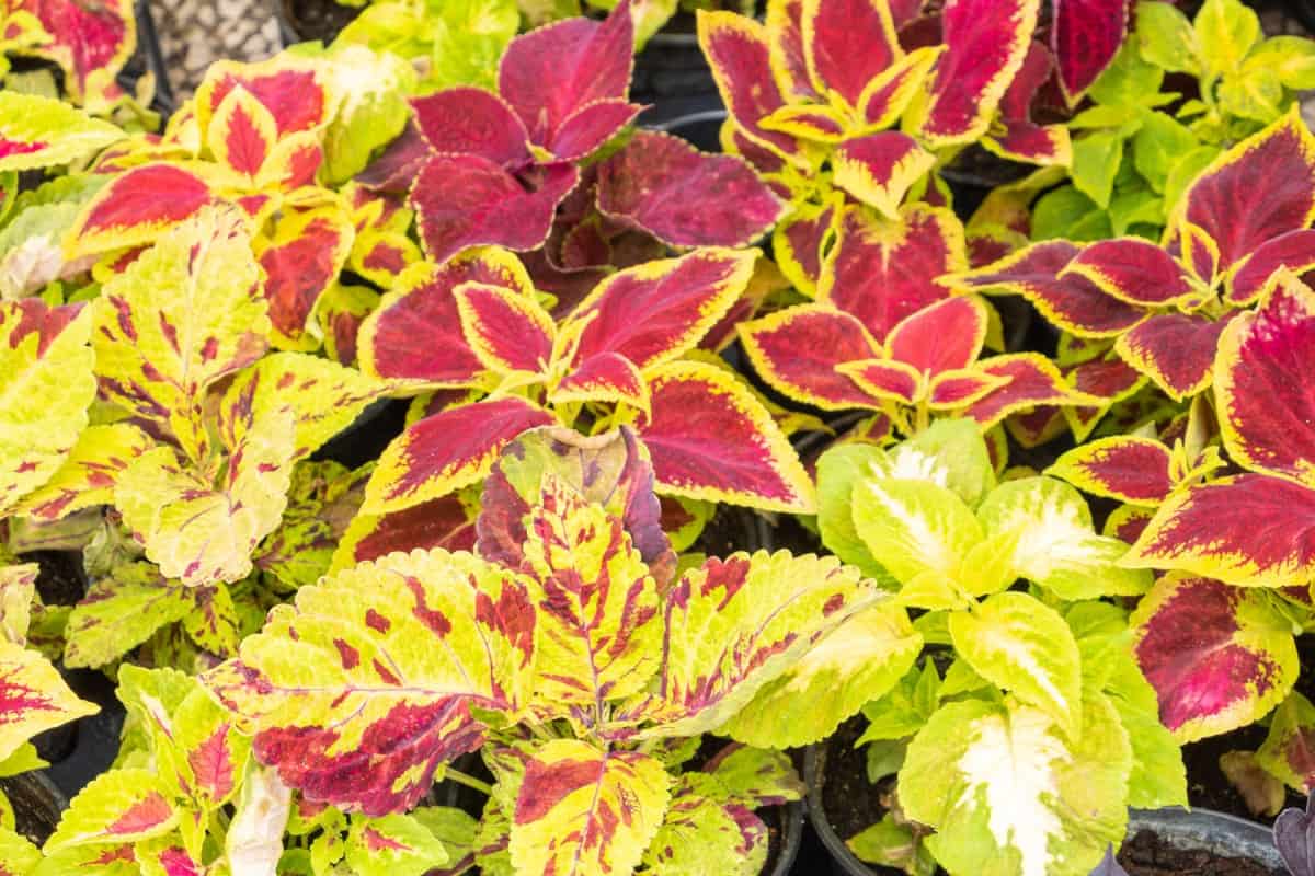 Coleus adds character to a container or the garden.