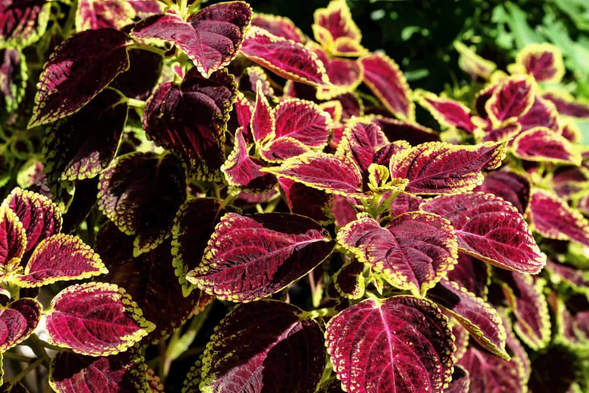 Coleus is a member of the mint family.