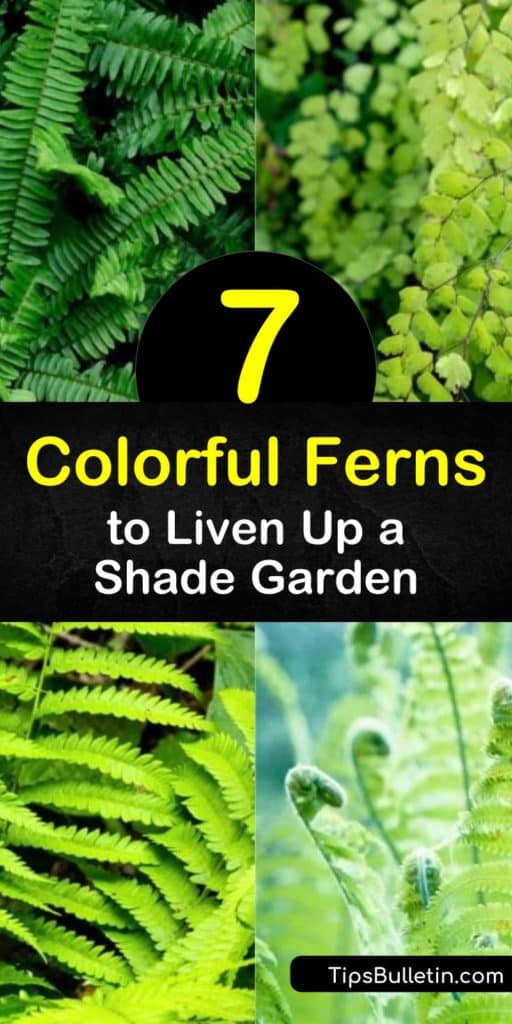 Discover colorful ferns to bring your shade garden to the next level. You're sure to find the perfect hardy groundcover or arching beauty for your yard. Try brilliant Dryopteris erythrosora, delicate Athyrium niponicum, or the silvery ghost fern. #ferns #colorfulferns #colorful