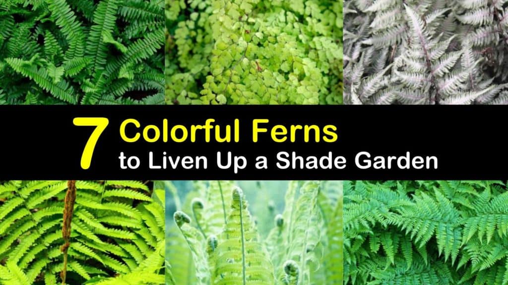 Colorful Ferns titleimg1