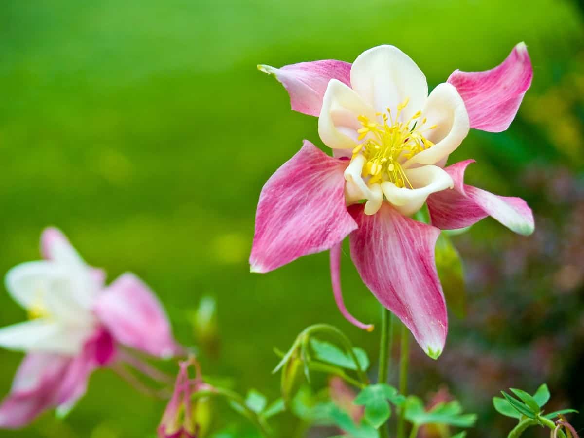 Columbines are known for their big, bright flowers.